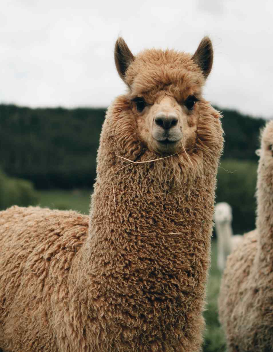 Sustentabilidade fibras sustentáveis fibra de alpaca António Salgado